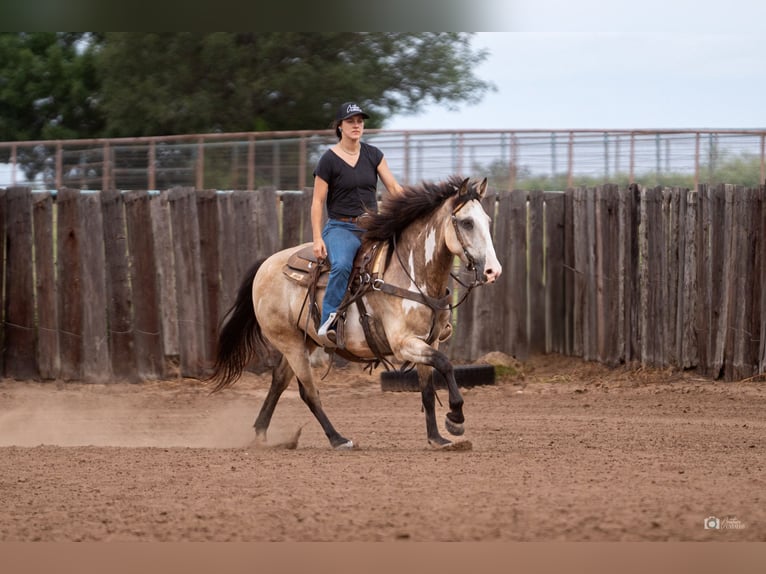 Poni cuarto de milla Caballo castrado 8 años 140 cm Buckskin/Bayo in Addison, TX