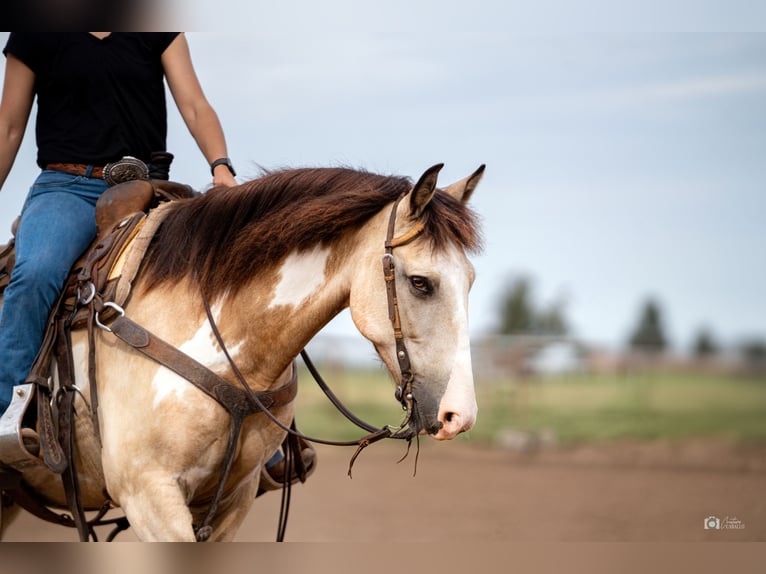 Poni cuarto de milla Caballo castrado 8 años 140 cm Buckskin/Bayo in Addison, TX