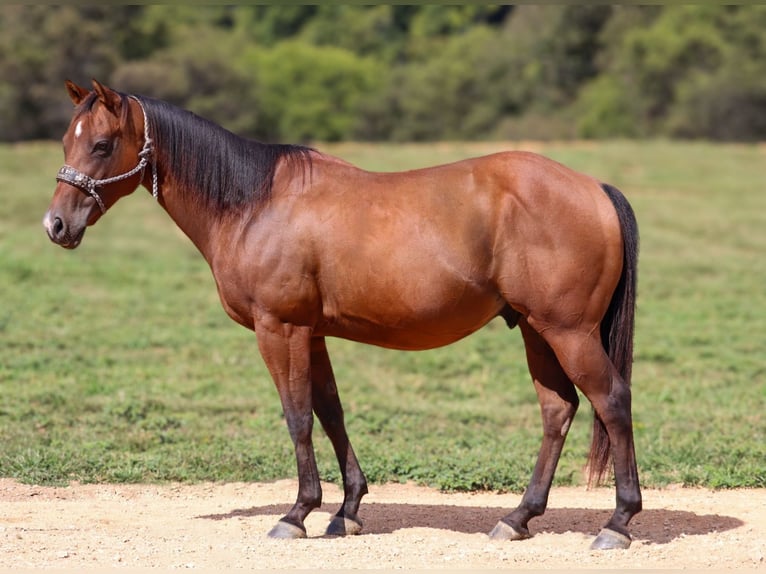 Poni cuarto de milla Caballo castrado 8 años 140 cm Castaño rojizo in Culleoka