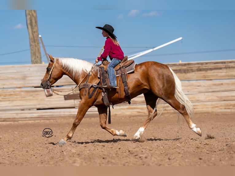 Poni cuarto de milla Caballo castrado 8 años 142 cm Palomino in Canyon