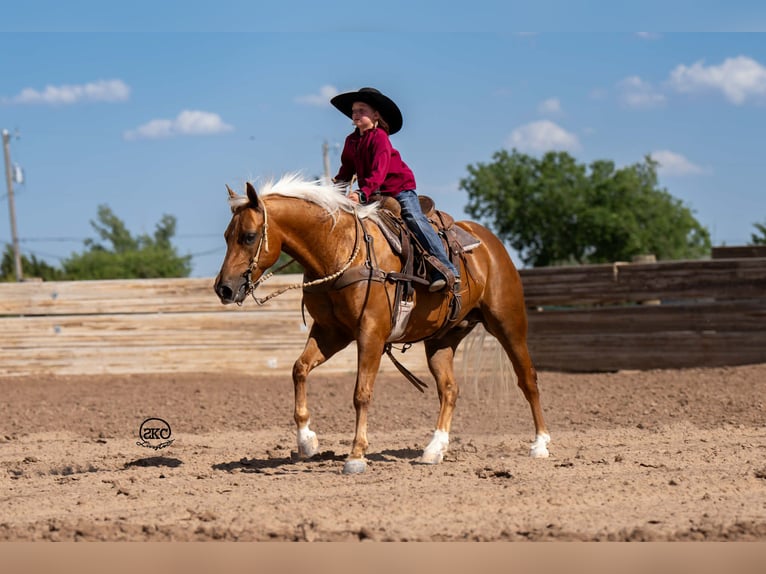 Poni cuarto de milla Caballo castrado 8 años 142 cm Palomino in Canyon