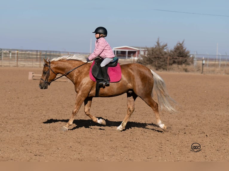 Poni cuarto de milla Caballo castrado 8 años 142 cm Palomino in Canyon