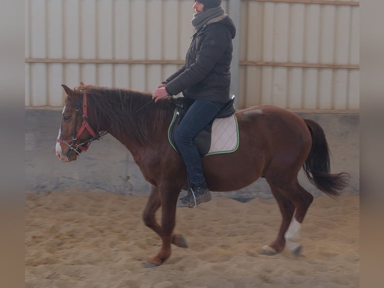 Poni cuarto de milla Mestizo Caballo castrado 8 años 145 cm Alazán-tostado in Buttstädt