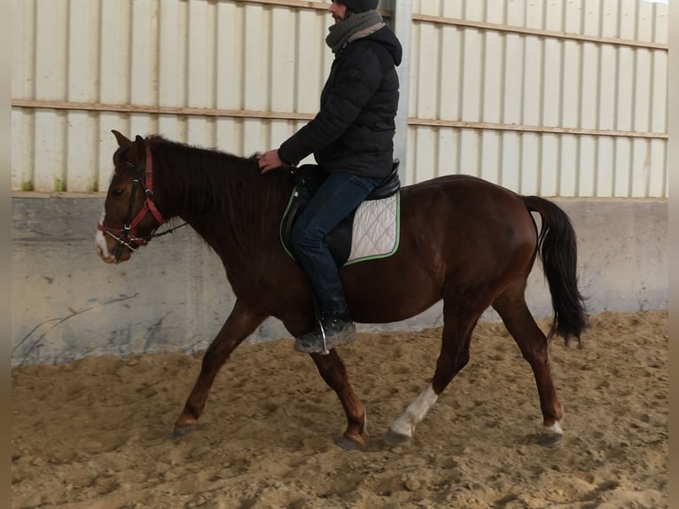 Poni cuarto de milla Mestizo Caballo castrado 8 años 145 cm Alazán-tostado in Buttstädt