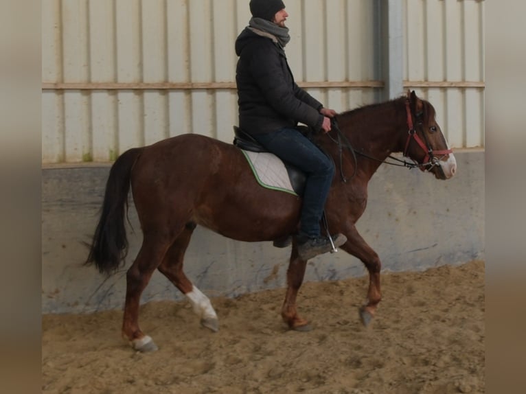 Poni cuarto de milla Mestizo Caballo castrado 8 años 145 cm Alazán-tostado in Buttstädt
