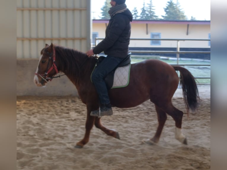Poni cuarto de milla Mestizo Caballo castrado 8 años 145 cm Alazán-tostado in Buttstädt