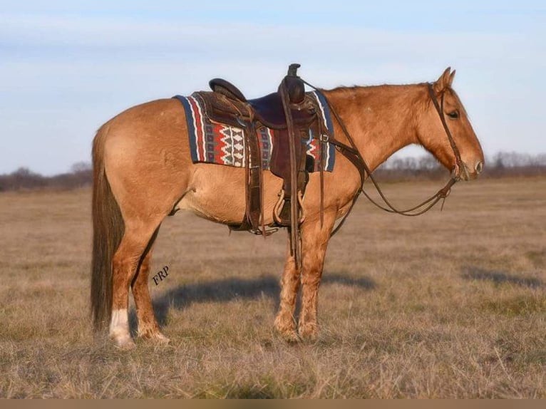 Poni cuarto de milla Caballo castrado 8 años 145 cm Red Dun/Cervuno in Weatherford, TX