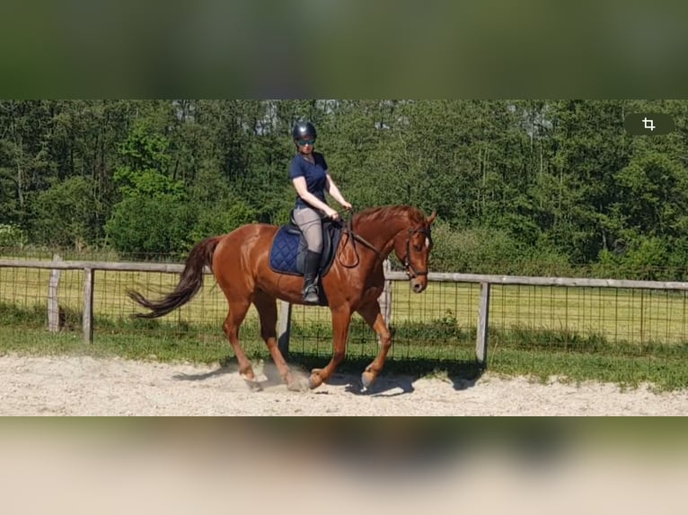 Poni cuarto de milla Caballo castrado 8 años 150 cm Alazán in Moorenweis