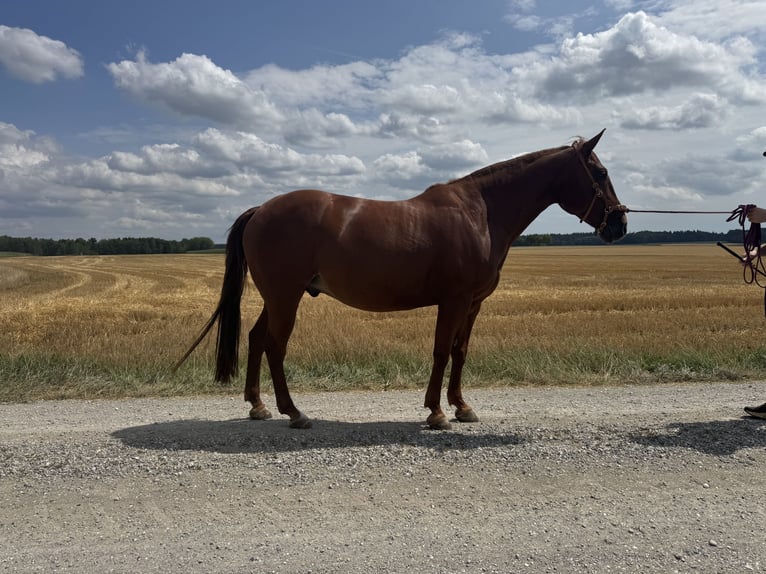 Poni cuarto de milla Caballo castrado 8 años 150 cm Alazán in Moorenweis