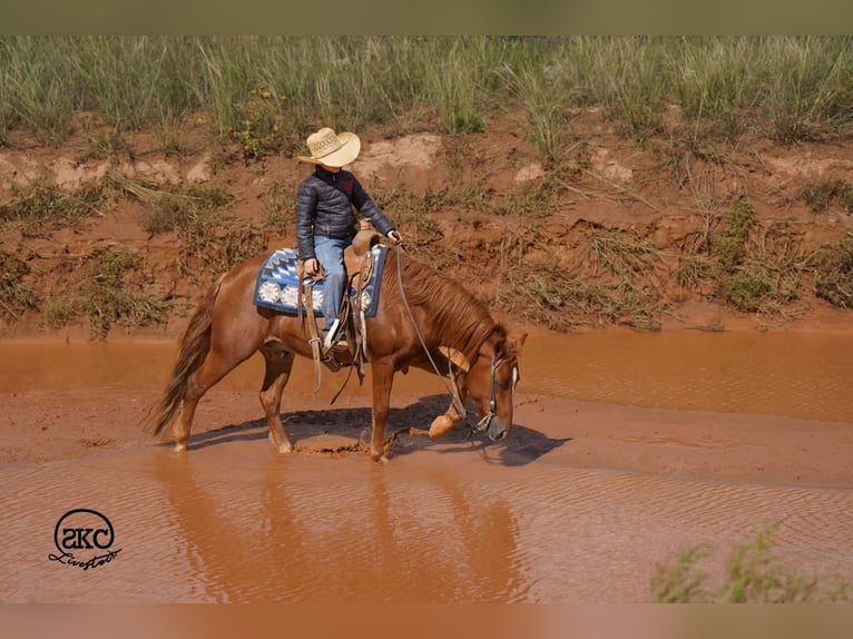 Poni cuarto de milla Caballo castrado 8 años Alazán rojizo in Canyon