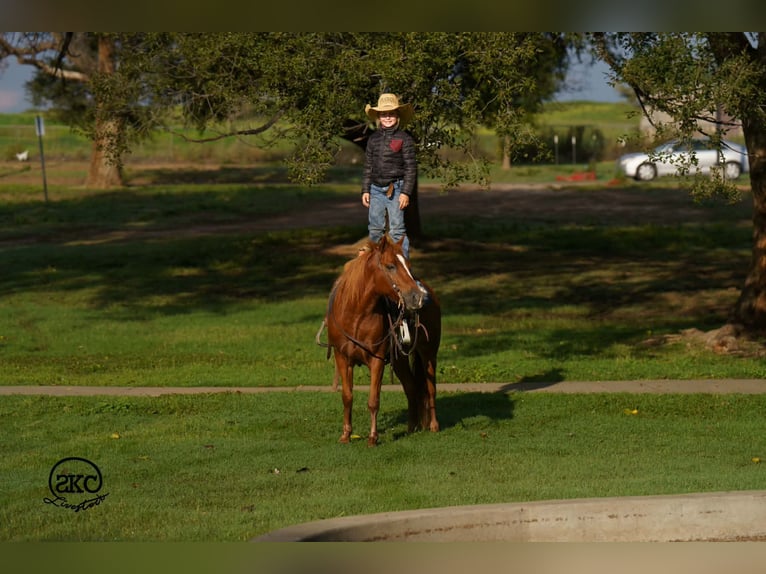 Poni cuarto de milla Caballo castrado 8 años Alazán rojizo in Canyon