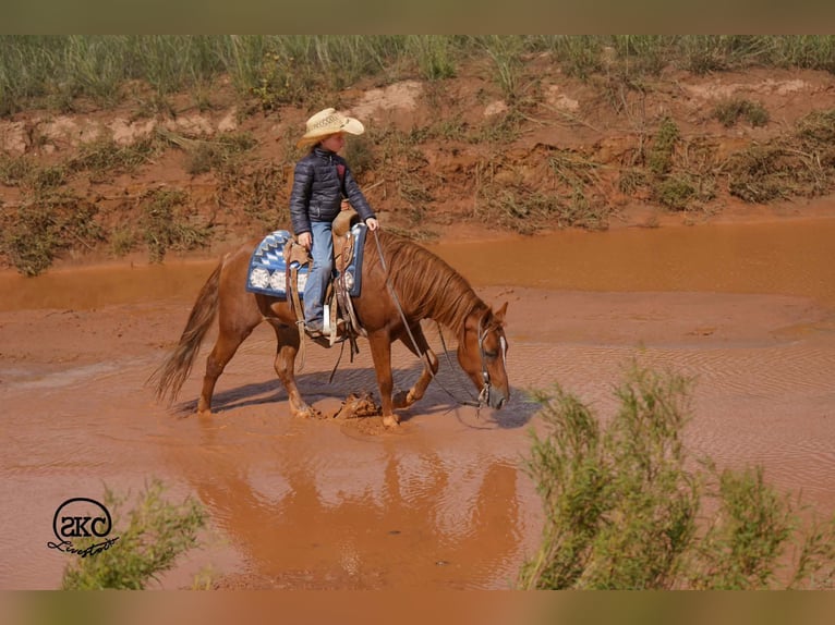 Poni cuarto de milla Caballo castrado 8 años Alazán rojizo in Canyon