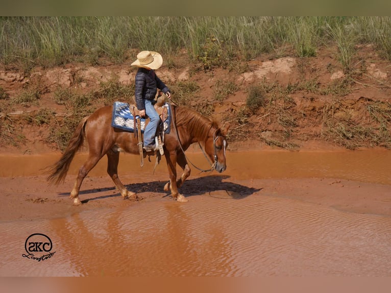 Poni cuarto de milla Caballo castrado 8 años Alazán rojizo in Canyon