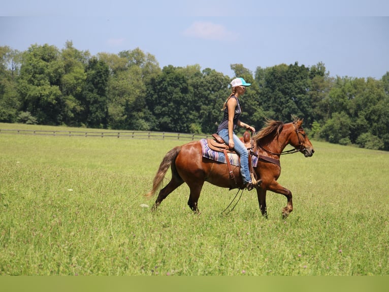 Poni cuarto de milla Caballo castrado 8 años Castaño in HIGHLAND, MI