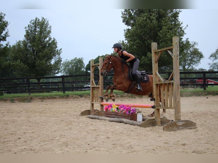 Poni cuarto de milla Caballo castrado 8 años Castaño in HIGHLAND, MI