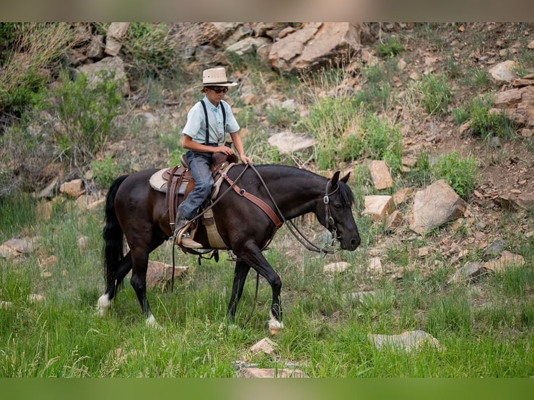 Poni cuarto de milla Mestizo Caballo castrado 8 años Negro in Westcliffe
