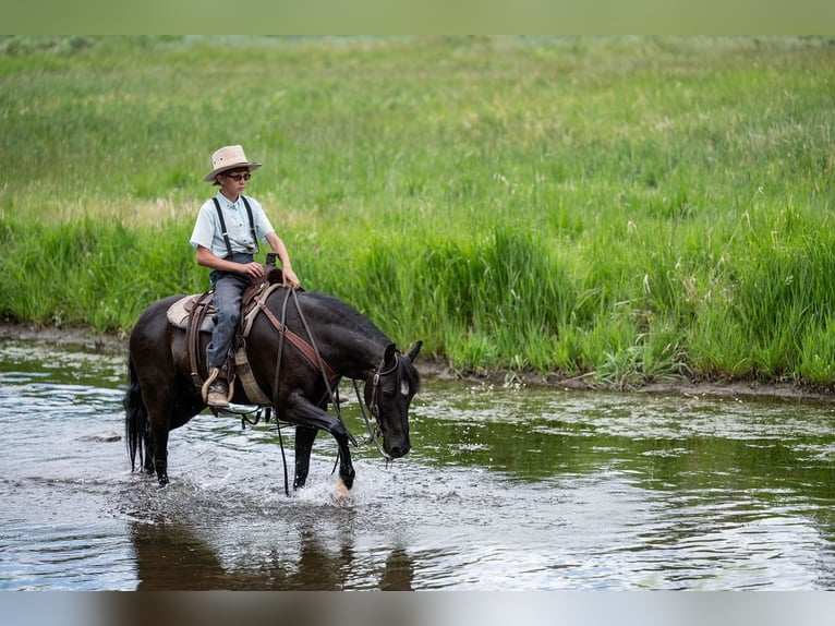 Poni cuarto de milla Mestizo Caballo castrado 8 años Negro in Westcliffe