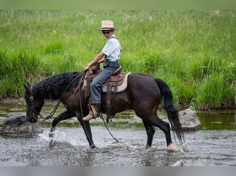 Poni cuarto de milla Mestizo Caballo castrado 8 años Negro in Westcliffe