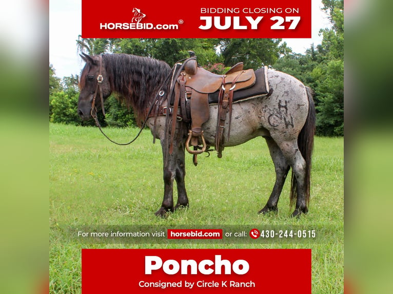 Poni cuarto de milla Caballo castrado 8 años Ruano azulado in Cushing