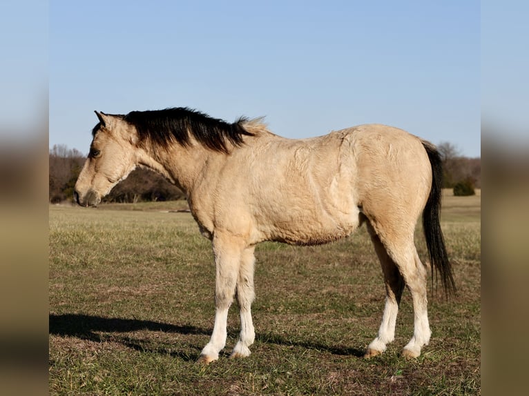 Poni cuarto de milla Caballo castrado 9 años 117 cm Buckskin/Bayo in Buffalo, MO