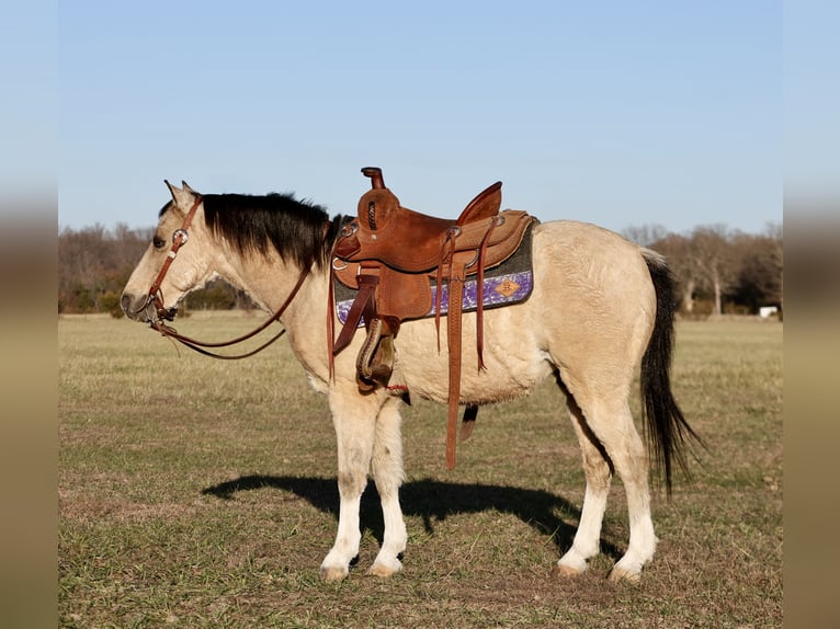 Poni cuarto de milla Caballo castrado 9 años 117 cm Buckskin/Bayo in Buffalo, MO