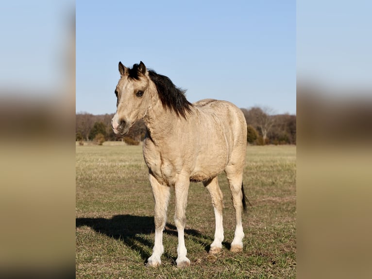 Poni cuarto de milla Caballo castrado 9 años 117 cm Buckskin/Bayo in Buffalo, MO