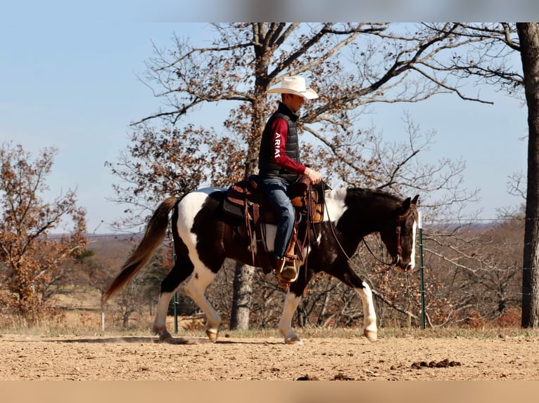 Poni cuarto de milla Caballo castrado 9 años 130 cm Pío in Mount Vernon