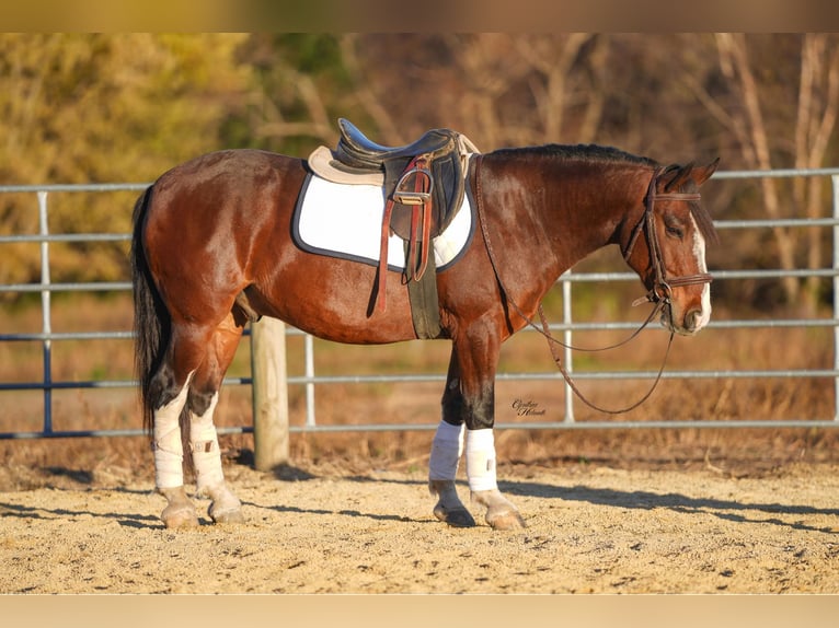 Poni cuarto de milla Caballo castrado 9 años 137 cm Castaño rojizo in Independence