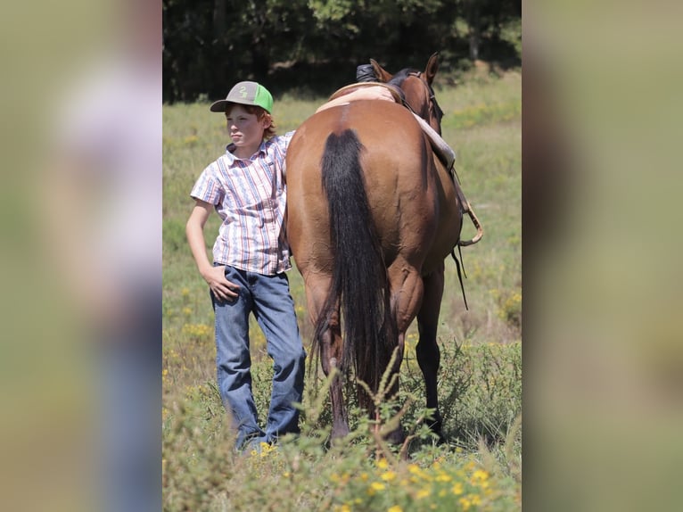 Poni cuarto de milla Caballo castrado 9 años 140 cm Castaño rojizo in Culleoka
