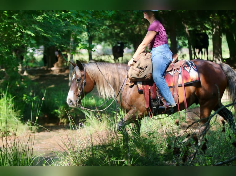 Poni cuarto de milla Caballo castrado 9 años 142 cm Castaño rojizo in Athens