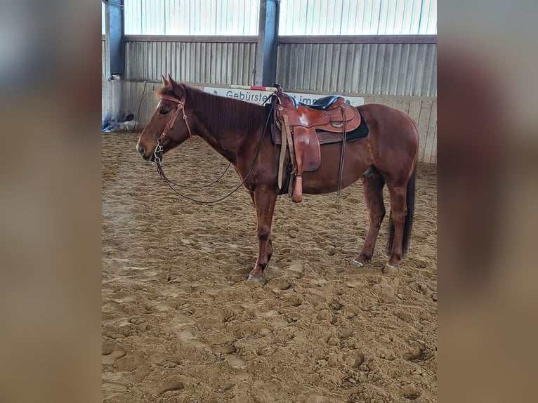 Poni cuarto de milla Caballo castrado 9 años 145 cm Alazán in Denkingen