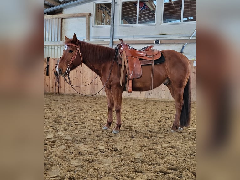 Poni cuarto de milla Caballo castrado 9 años 145 cm Alazán in Denkingen