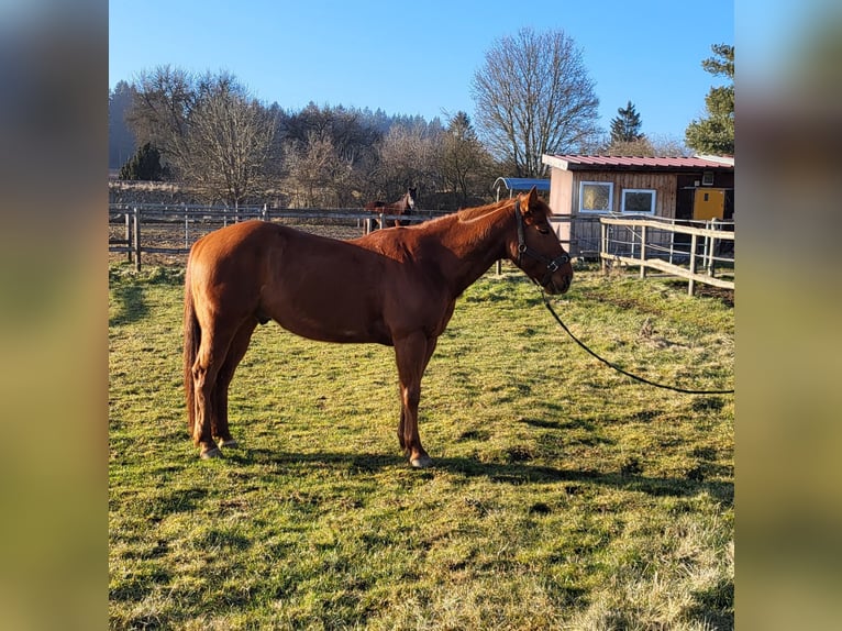 Poni cuarto de milla Caballo castrado 9 años 145 cm Alazán in Denkingen