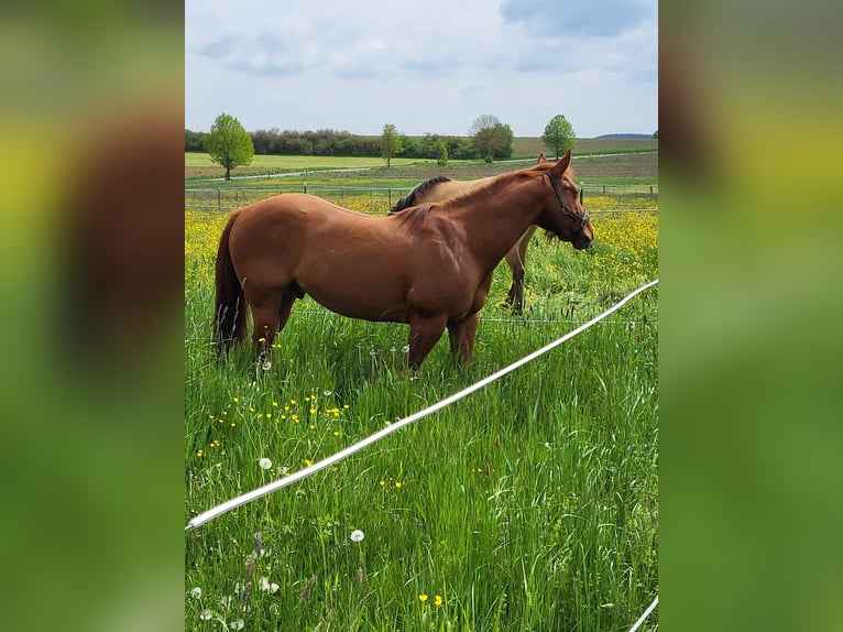 Poni cuarto de milla Caballo castrado 9 años 145 cm Alazán in Denkingen