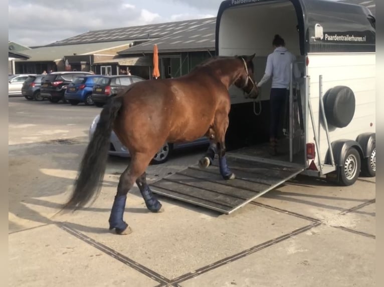 Poni cuarto de milla Mestizo Caballo castrado 9 años 156 cm Castaño in Aarlanderveen