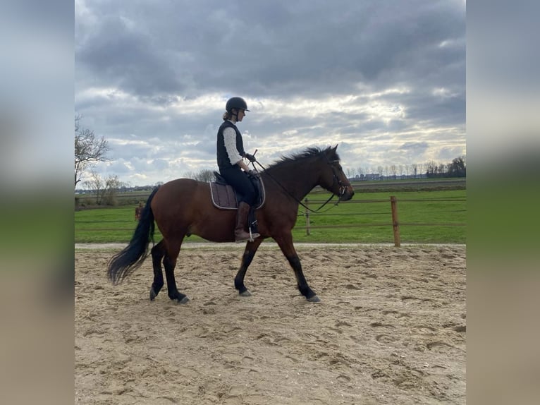 Poni cuarto de milla Mestizo Caballo castrado 9 años 156 cm Castaño in Aarlanderveen