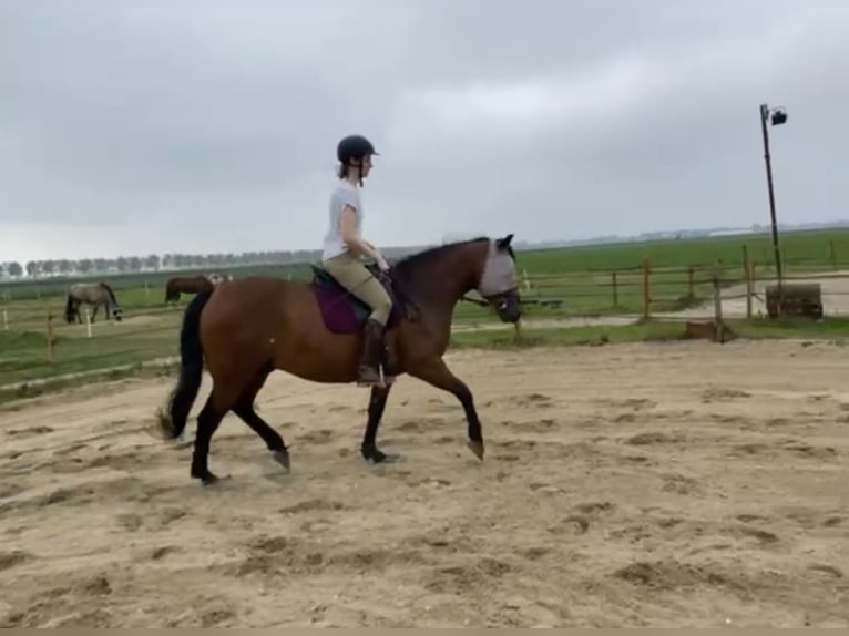 Poni cuarto de milla Mestizo Caballo castrado 9 años 156 cm Castaño in Aarlanderveen