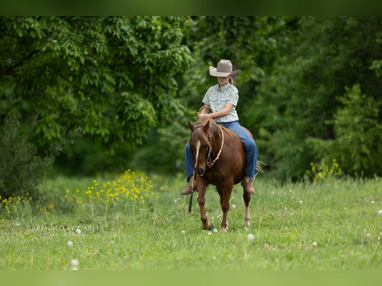 Poni cuarto de milla Caballo castrado 9 años  in Lewistown