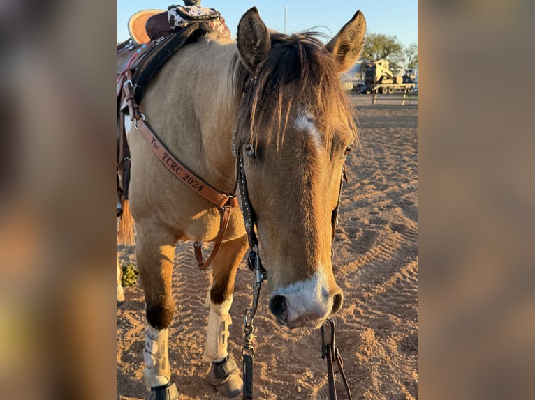 Poni cuarto de milla Caballo castrado 9 años Pío in Cisco