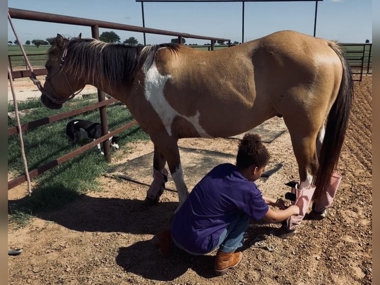 Poni cuarto de milla Caballo castrado 9 años Pío in Cisco