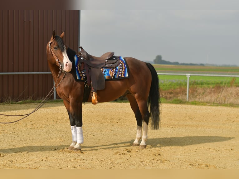Poni cuarto de milla Semental 11 años 153 cm Castaño in Geilenkirchen