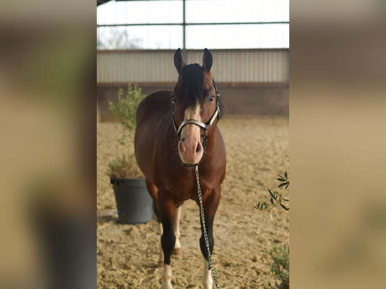 Poni cuarto de milla Semental 11 años 153 cm Castaño in Geilenkirchen