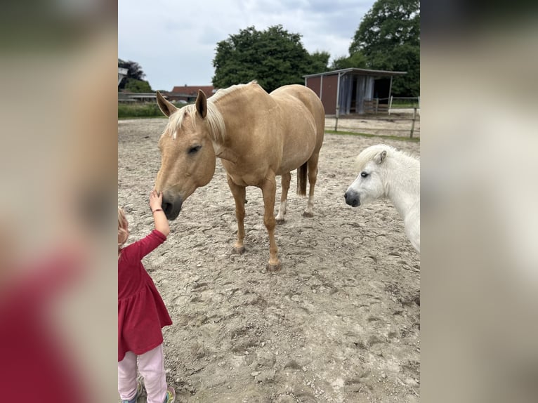 Poni cuarto de milla Semental 16 años 152 cm Palomino in Varel Dangastermoor