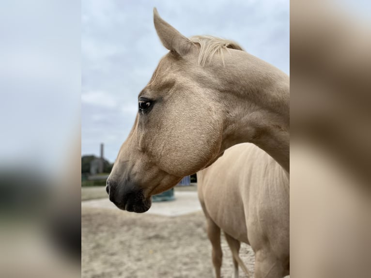 Poni cuarto de milla Semental 16 años 152 cm Palomino in Varel Dangastermoor