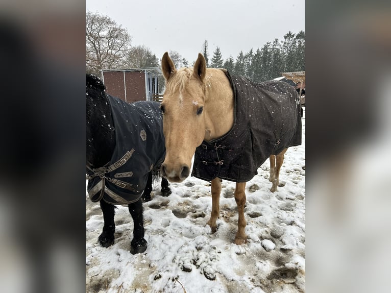 Poni cuarto de milla Semental 16 años 152 cm Palomino in Varel Dangastermoor