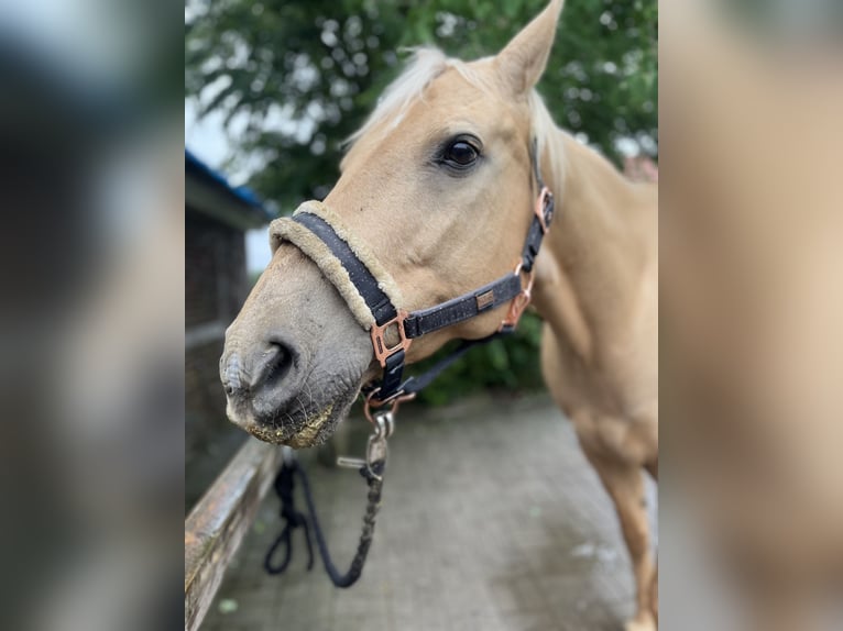 Poni cuarto de milla Semental 16 años 152 cm Palomino in Varel Dangastermoor