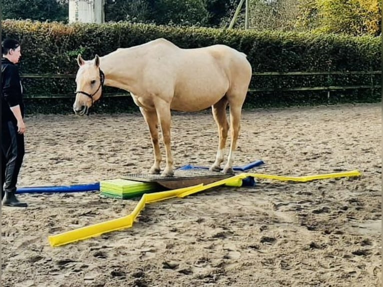 Poni cuarto de milla Semental 16 años 152 cm Palomino in Varel Dangastermoor