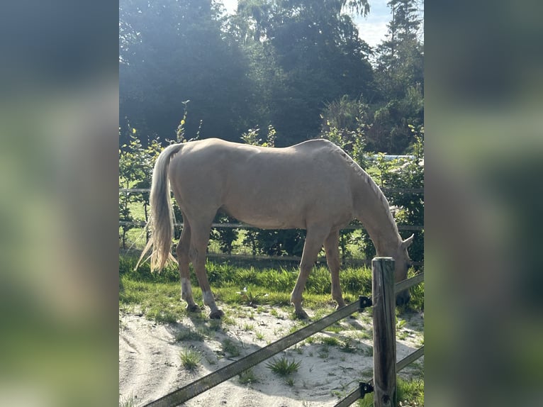 Poni cuarto de milla Semental 16 años 152 cm Palomino in Varel Dangastermoor