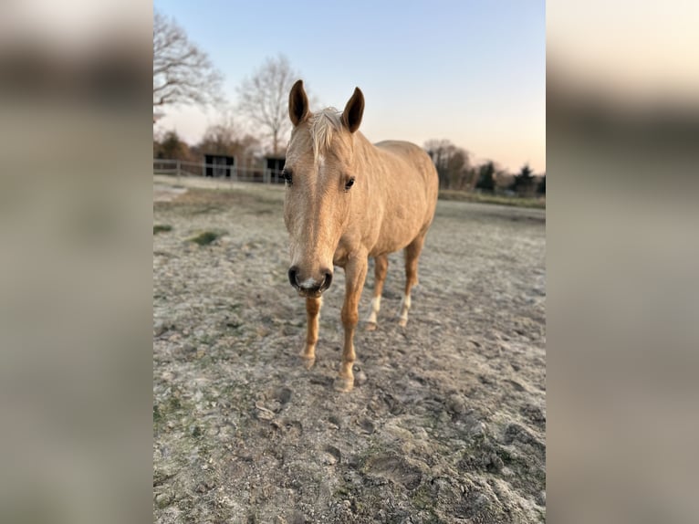 Poni cuarto de milla Semental 16 años 152 cm Palomino in Varel Dangastermoor