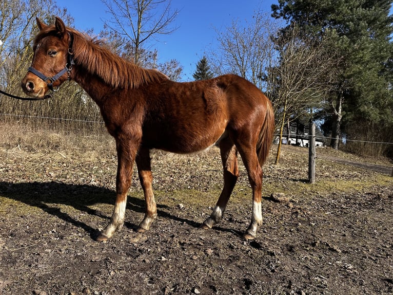 Poni cuarto de milla Mestizo Semental 1 año 145 cm Alazán in Dobiegniew
